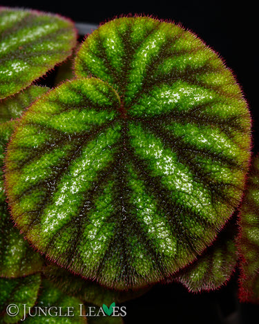Begonia versicolor
