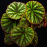 Begonia versicolor