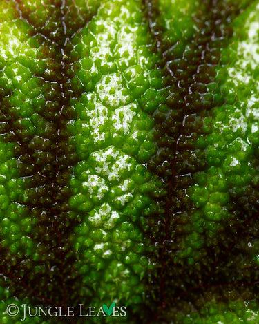 Begonia versicolor