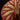 Begonia versicolor