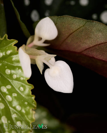Begonia x 'Snow Capped'