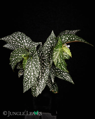 Begonia x 'Snow Capped'