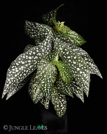 Begonia x 'Snow Capped'