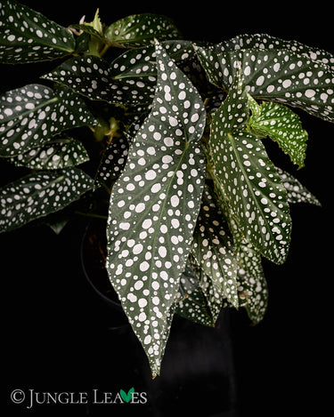 Begonia x 'Snow Capped'