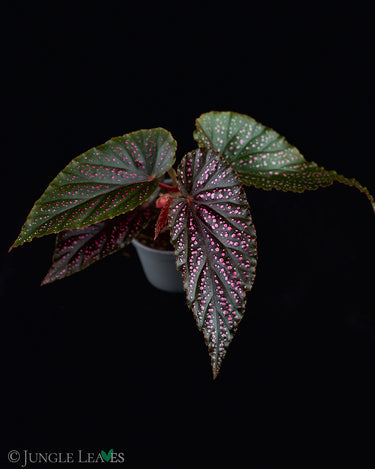 Begonia Benigo 'Pink Polka Dot'