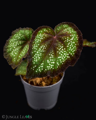 Begonia 'Black Knight'
