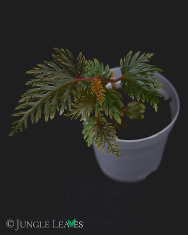 Begonia bipinnatifida