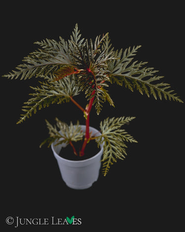 Begonia bipinnatifida