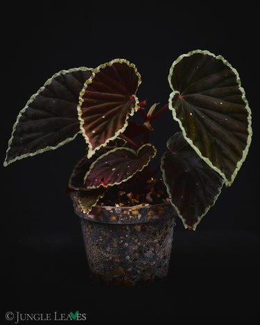 Begonia darthvaderiana x ? 'Green Spots'