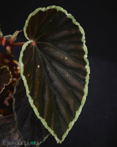 Begonia darthvaderiana x ? 'Green Spots'