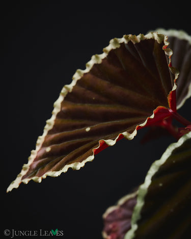 Begonia darthvaderiana x ? 'Green Spots'