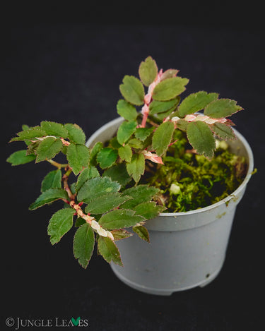 Begonia foliosa 'Miniata'