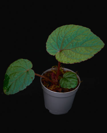 Begonia nhatii (sp. Bac Kan)