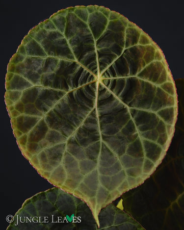 Begonia goegoensis