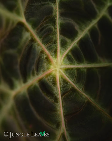 Begonia goegoensis