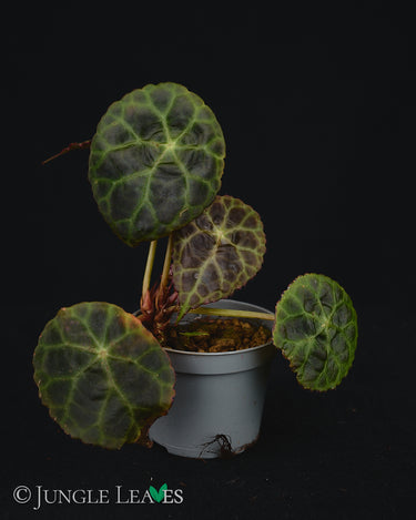 Begonia goegoensis
