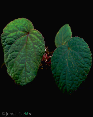 Begonia nhatii (sp. Bac Kan)