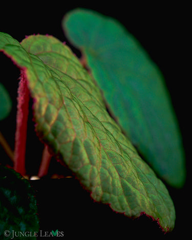 Begonia nhatii (sp. Bac Kan)
