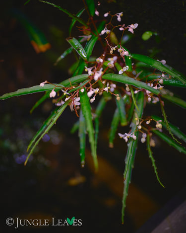Begonia tenuissima
