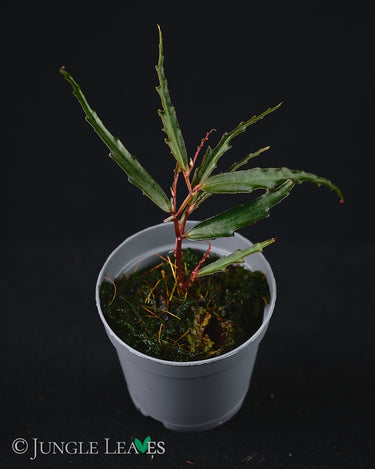 Begonia tenuissima