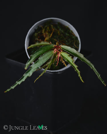 Begonia tenuissima