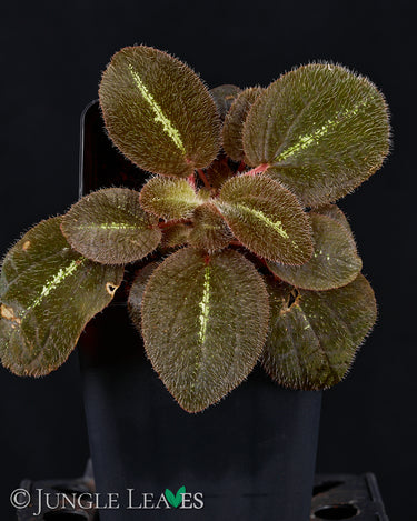 Bertolonia maculata