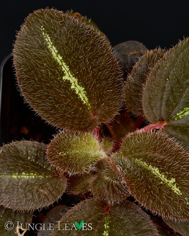 Bertolonia maculata