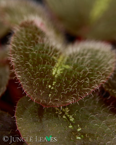 Bertolonia maculata