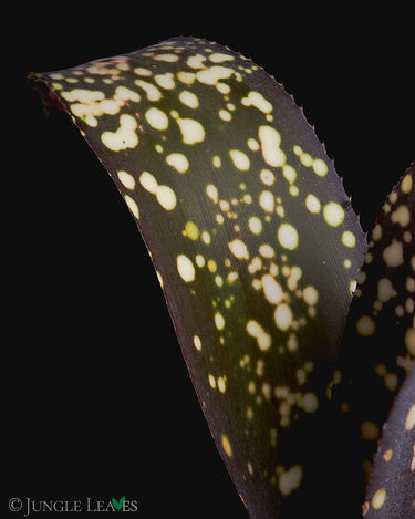 Billbergia saundersii Hybrid - gepunktet