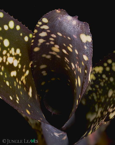 Billbergia saundersii Hybrid - gepunktet