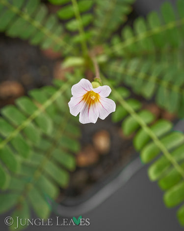 Biophytum sensitivum (Südseepalme)