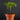 Biophytum sensitivum