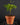 Biophytum sensitivum