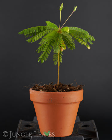 Biophytum sensitivum