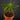 Biophytum sensitivum