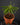 Biophytum sensitivum