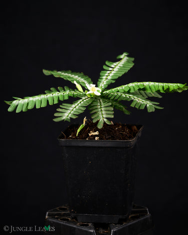 Biophytum sp. Peru
