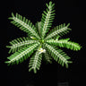 Biophytum sp. Peru