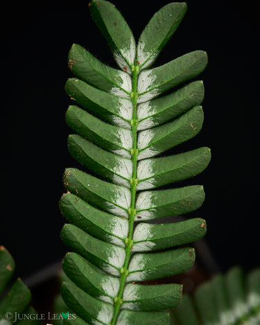 Biophytum sp. Peru