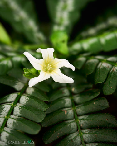 Biophytum sp. Peru