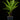 Blechnum gibbum XL