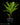 Blechnum gibbum XL