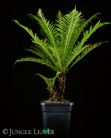 Blechnum gibbum XL