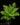 Blechnum gibbum XL