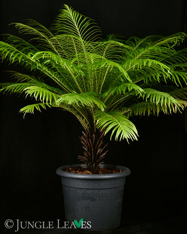 Blechnum gibbum