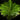 Blechnum gibbum