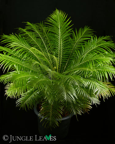 Blechnum gibbum