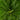 Blechnum gibbum