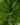 Blechnum gibbum