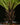 Blechnum gibbum